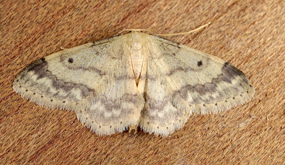 Small fan-footed wave moth