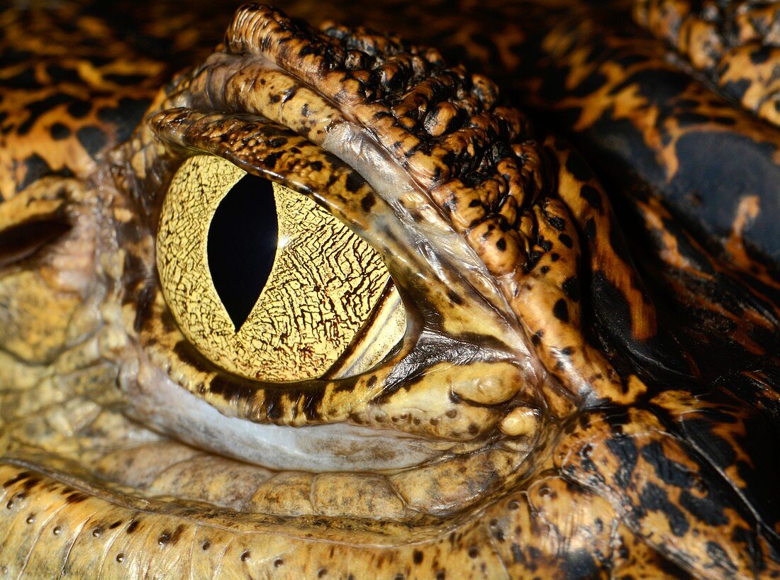 Spectacled caiman eye