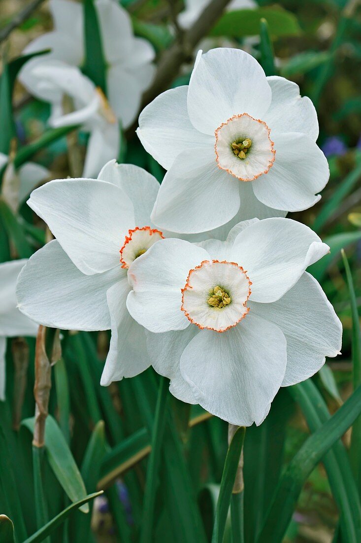 Small-cupped daffodil (Narcissus 'Dreamlight')