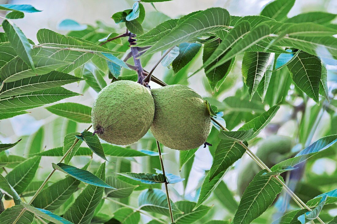 Eastern black walnut (Juglans nigra)