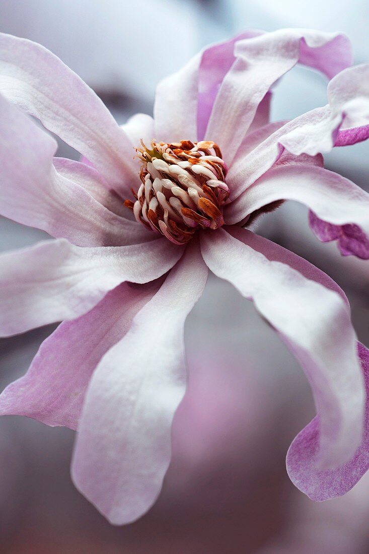 Loebner magnolia (Magnolia x loebneri 'Leonard Messel')