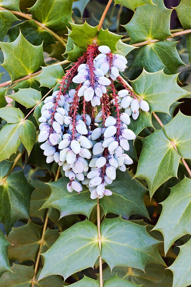 Beale's barberry (Mahonia bealei)