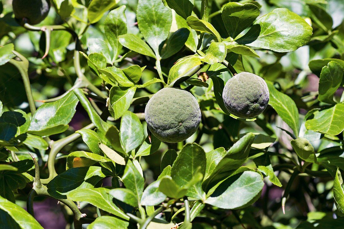 Trifoliate citrus (Poncirus trifoliata)