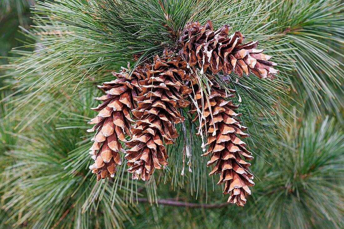 Ayacahuite pine (Pinus ayacahuite)
