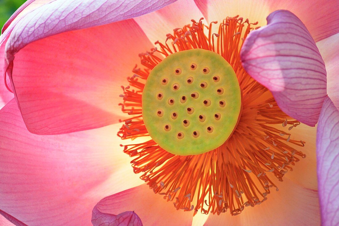 Sacred lotus flower (Nelumbo nucifera)