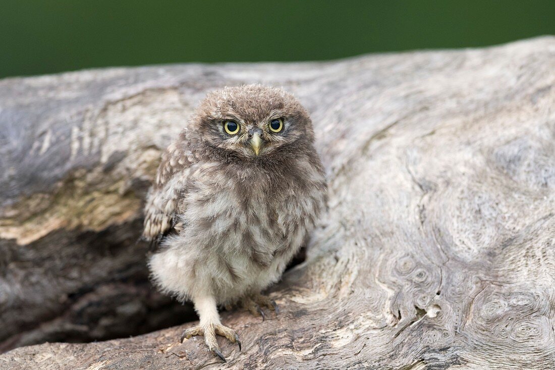 Little owl chick