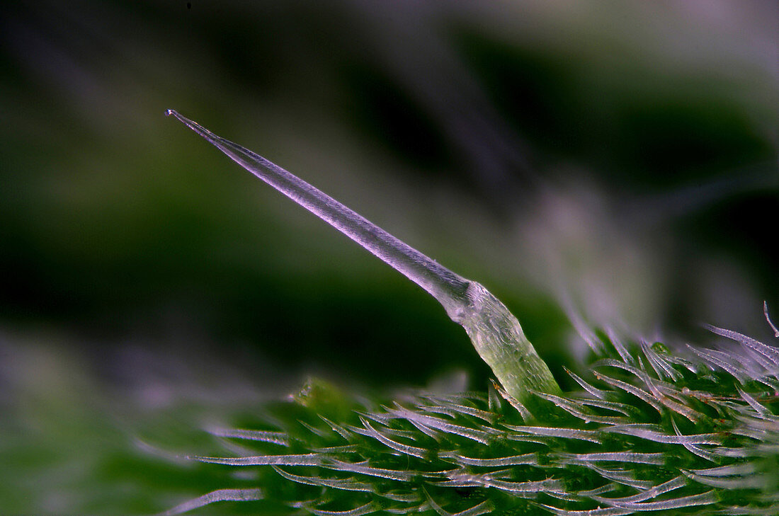Nettle stinging trichome, light micrograph