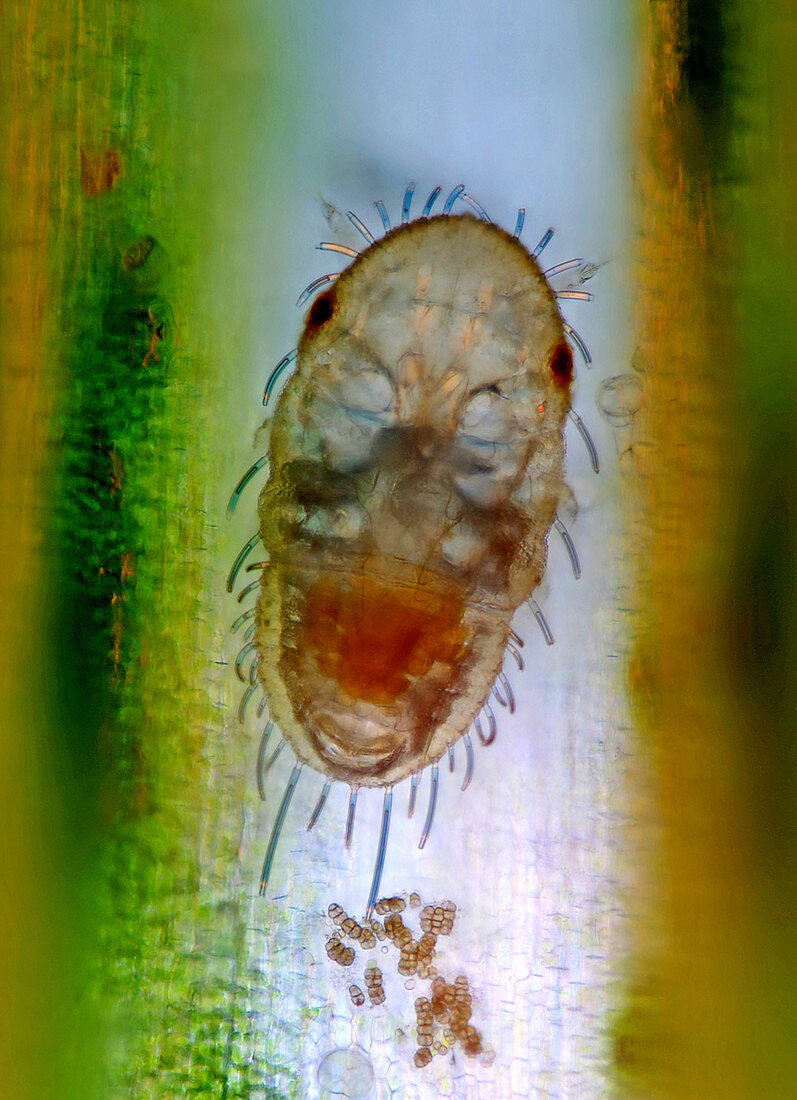 Mite larva, light micrograph