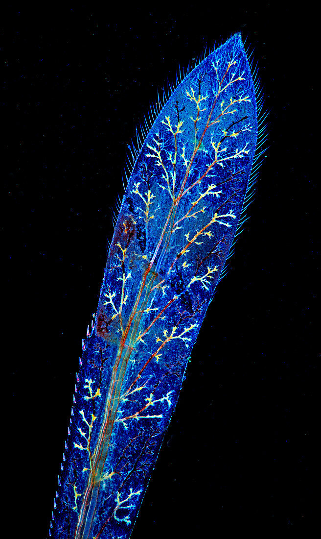 Damselfly larva caudal gill, light micrograph