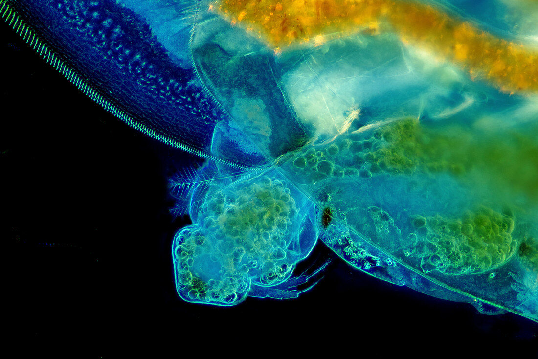 Water flea giving birth, light micrograph