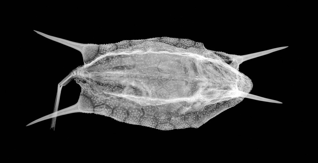 Longhorn cowfish, X-ray
