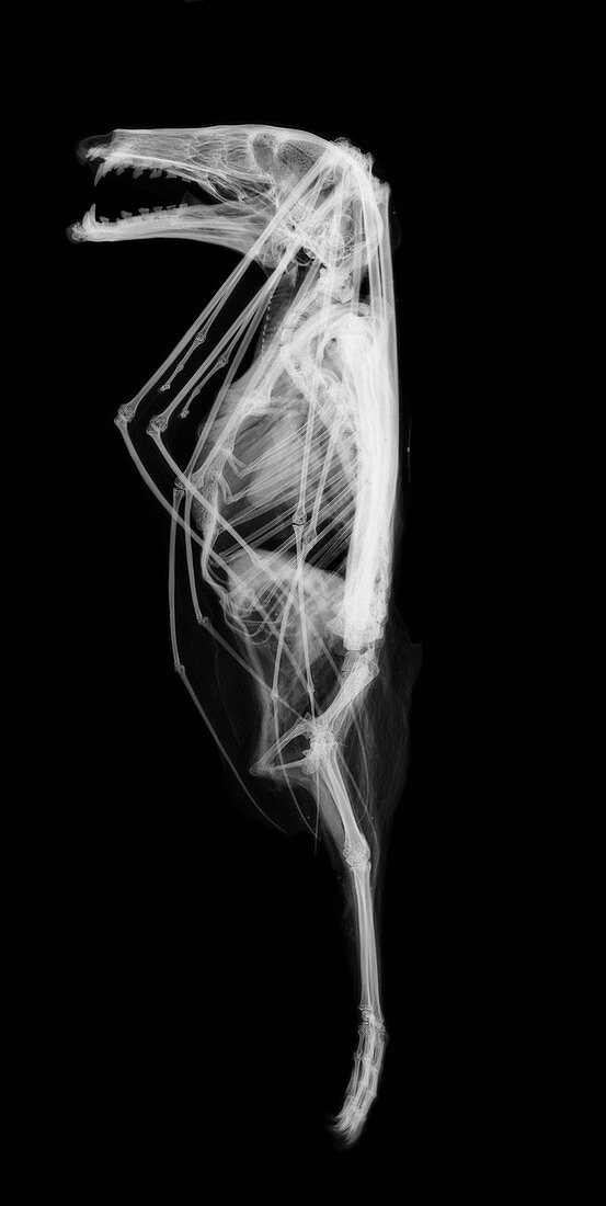 Bat, X-ray