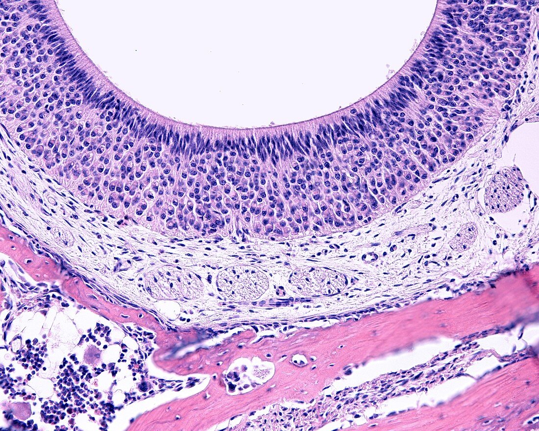 Vomeronasal organ, light micrograph