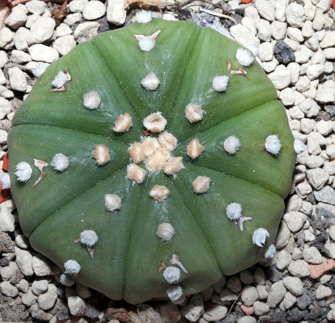Cactus, Astrophytum asterias nudum