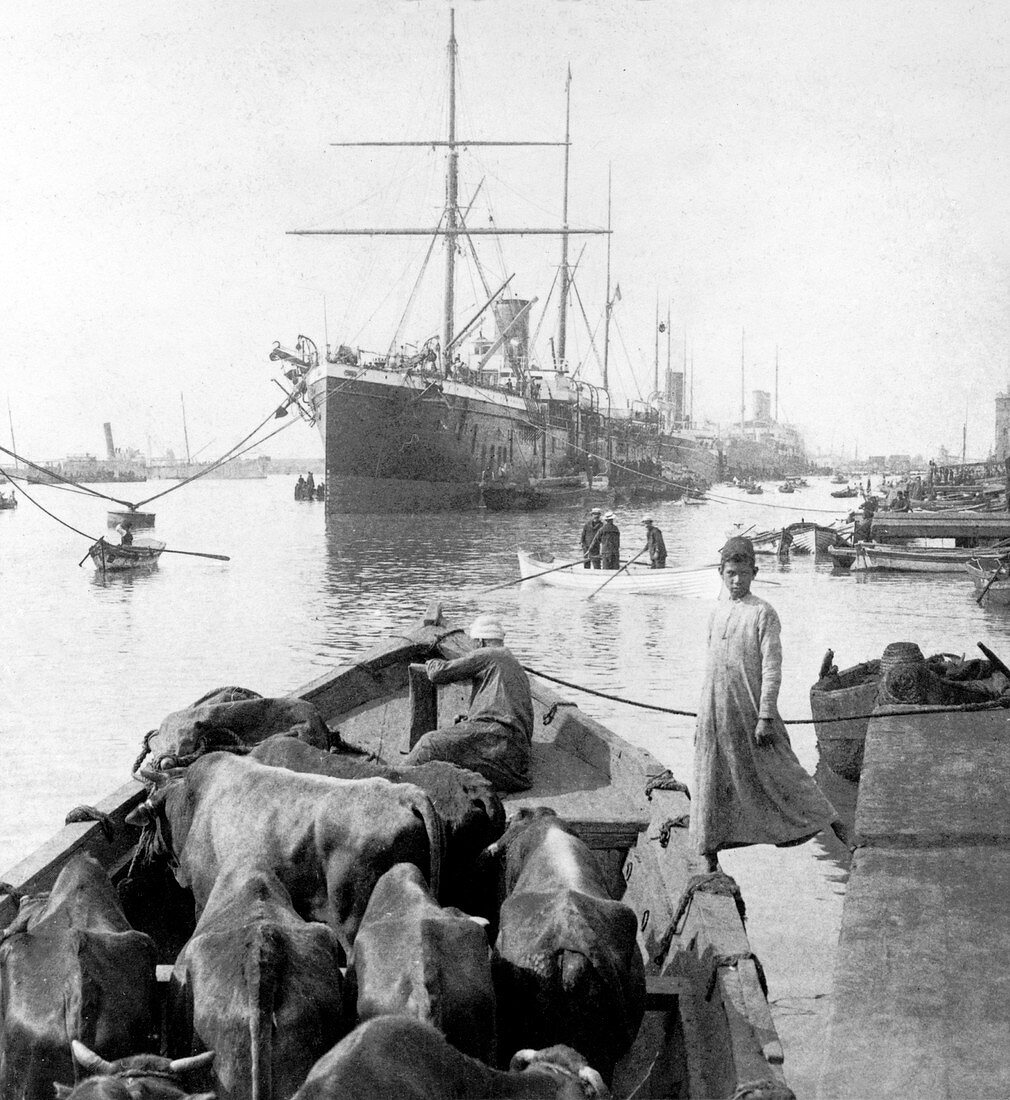 Suez Canal trade, Egypt, 1900s