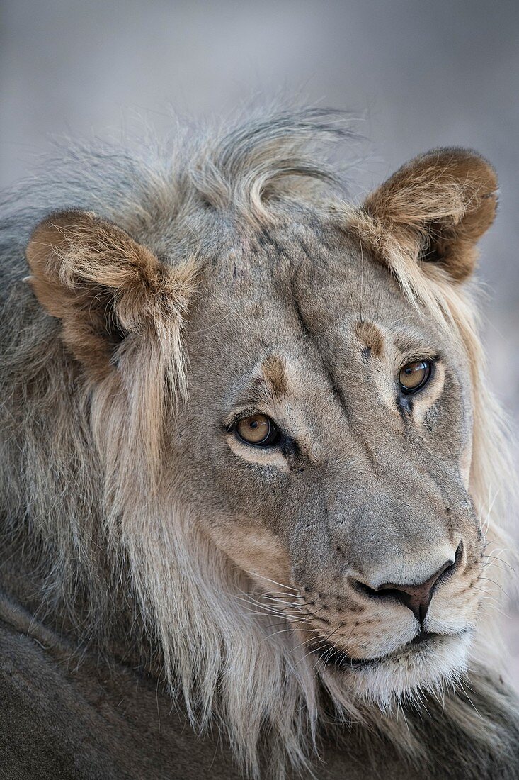 Young male African lion