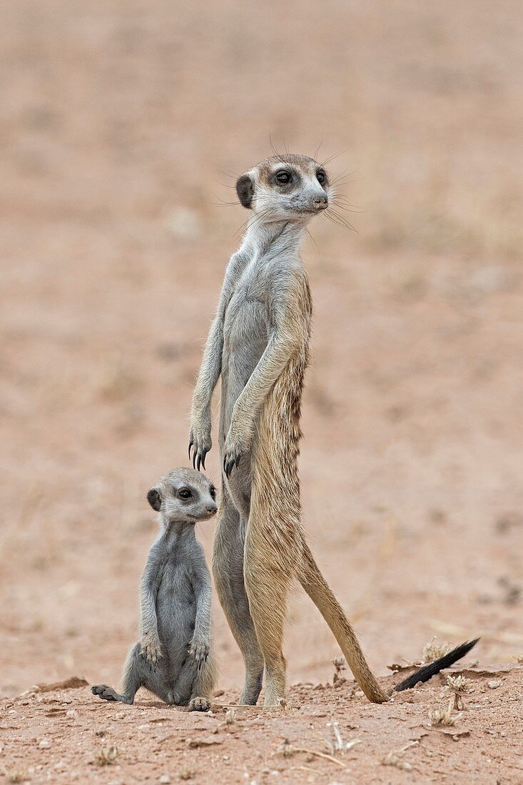 Adult meerkat with young pup at a burrow