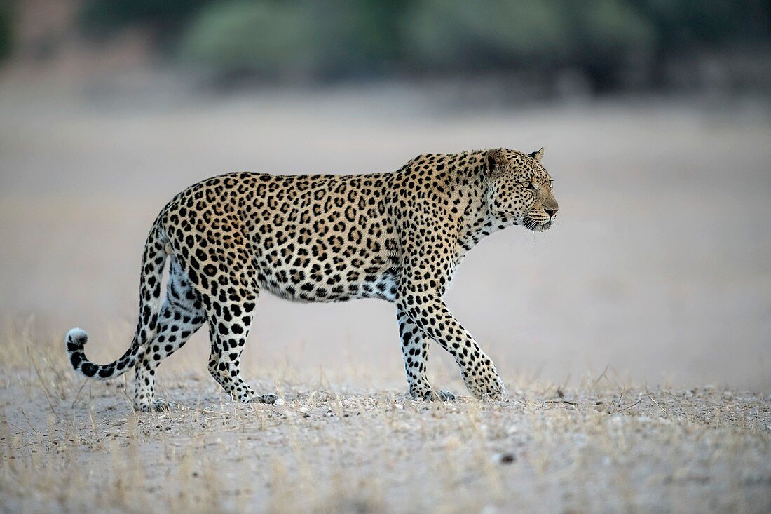 Male African leopard