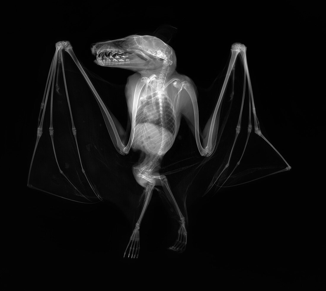 Egyptian fruit bat, X-ray