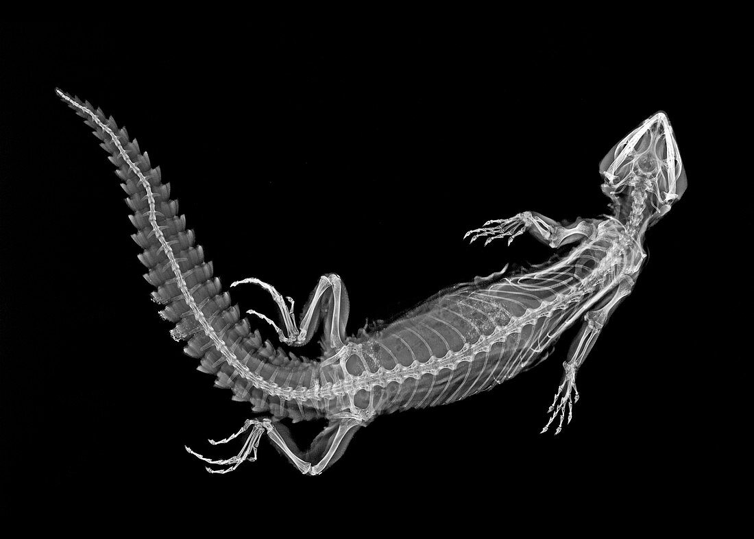 Uromastyx spiny-tailed lizard, X-ray