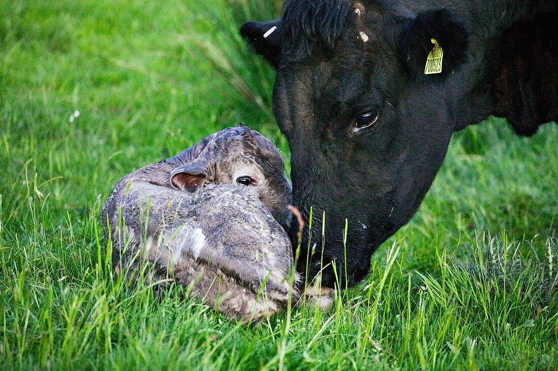 Newborn calf and mother