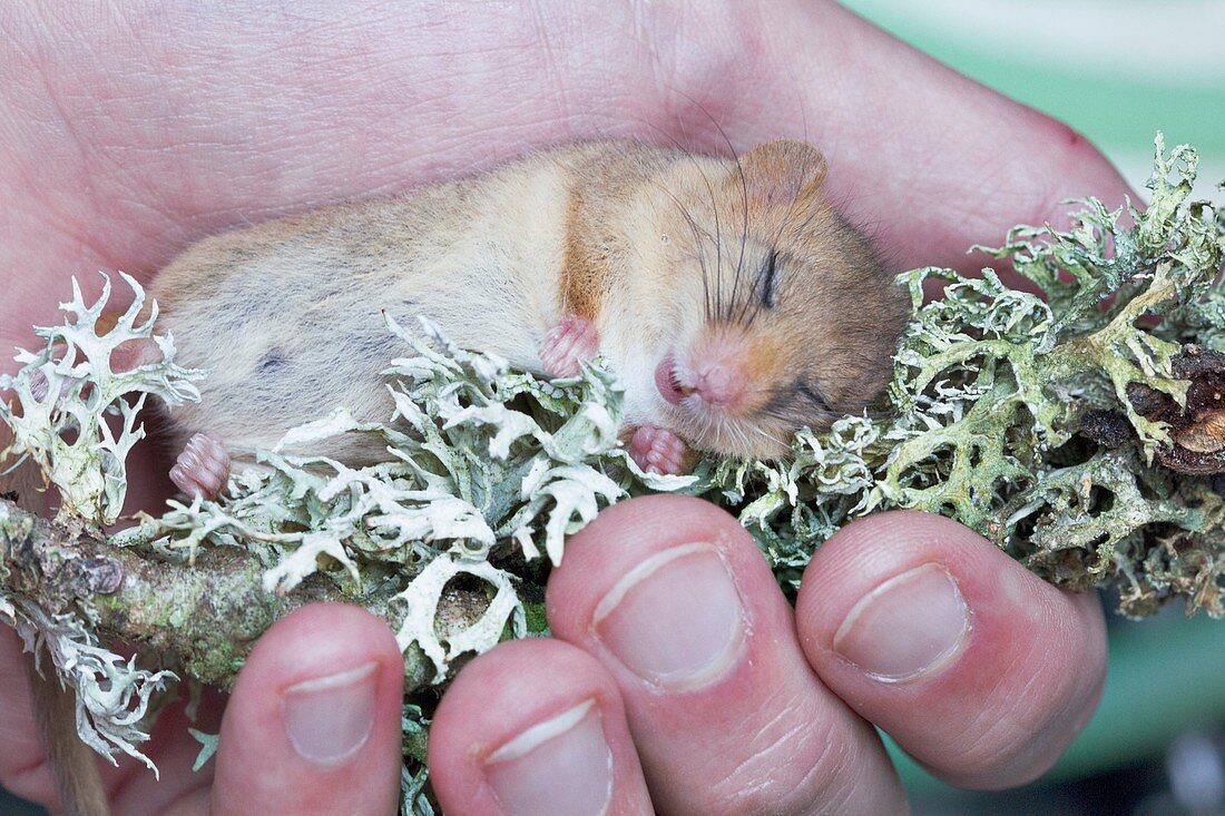 Common dormouse anaesthetised in a researcher's hand
