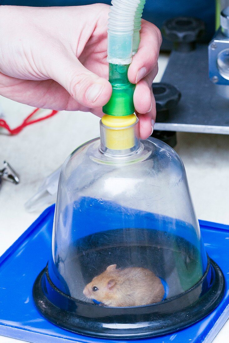 Common dormouse being anaesthetised for microchipping