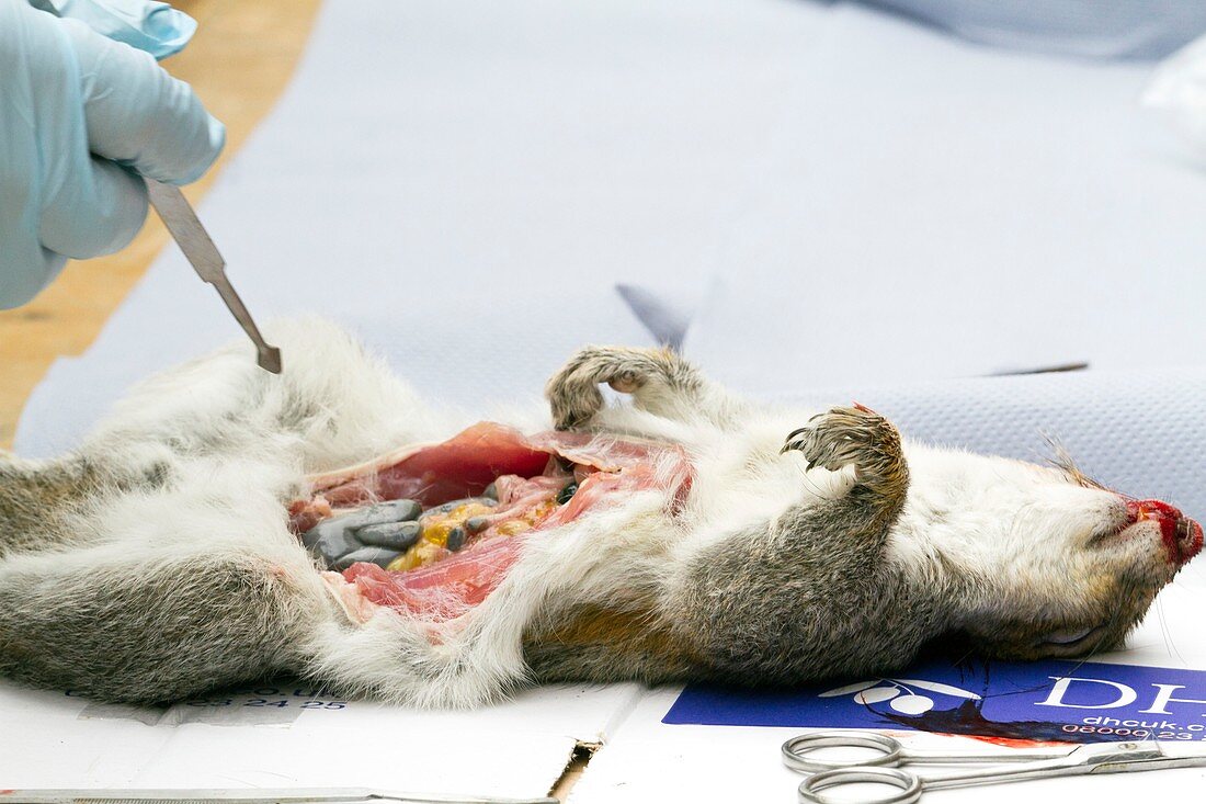 Grey squirrel being dissected