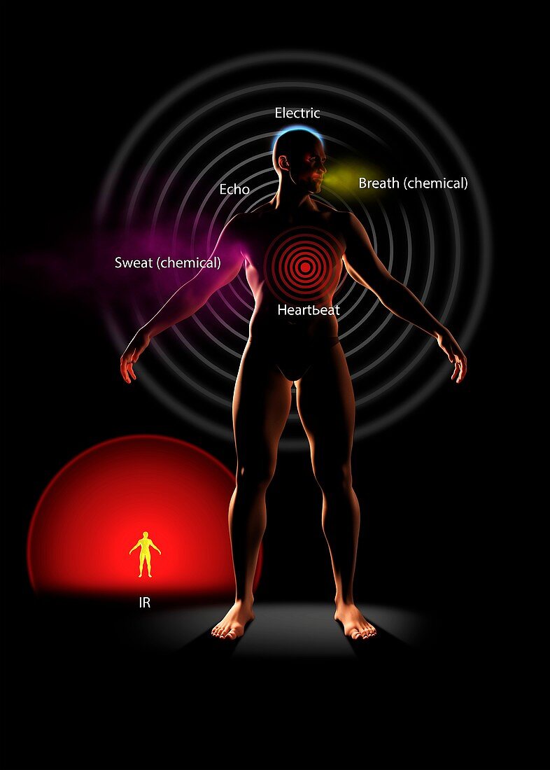 Body signals, illustration