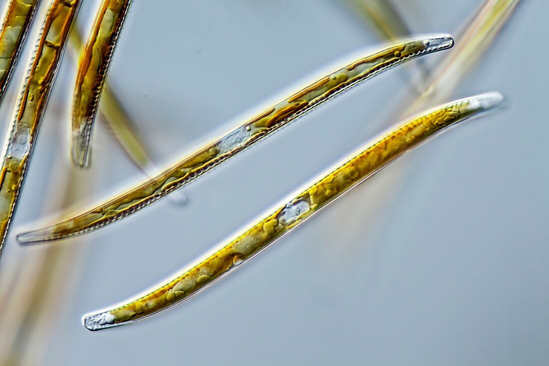 Gyrosigma freshwater diatoms, light micrograph