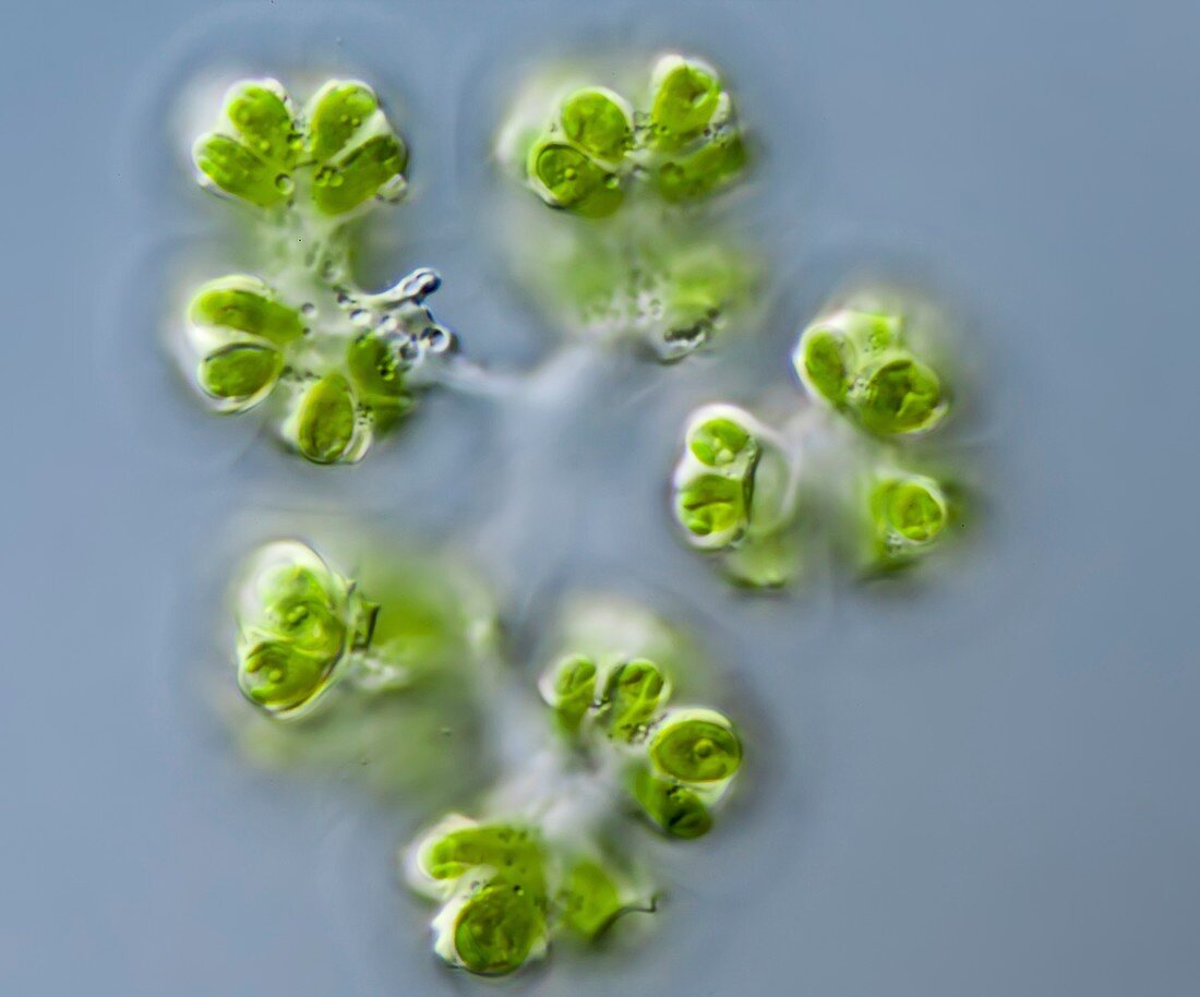 Botryococcus sp. algae, light micrograph