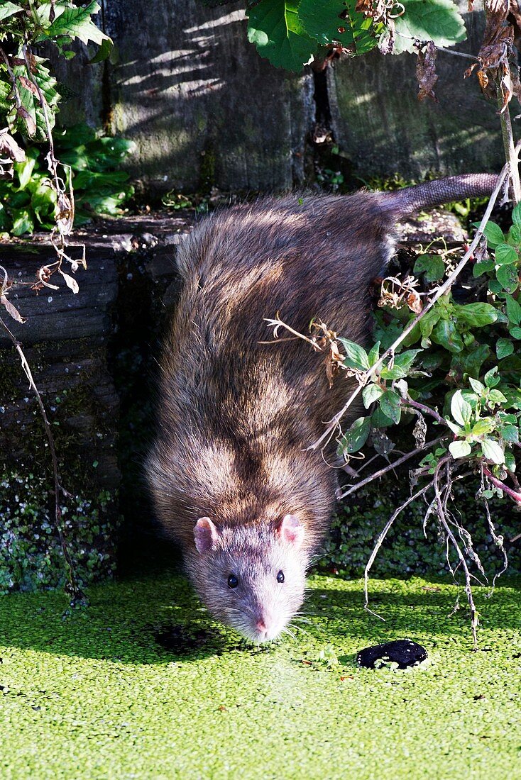 Brown rat by water