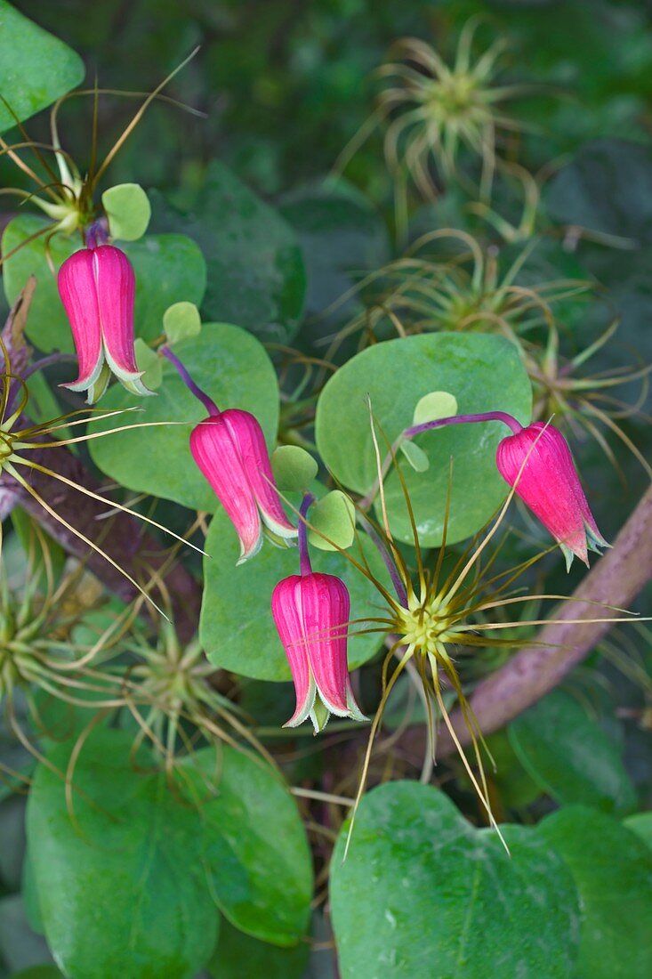 Whiteleaf Leather flowers (Clematis glaucophylla)
