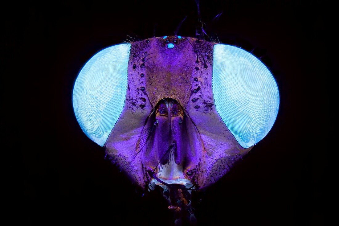 Fly head in UV light