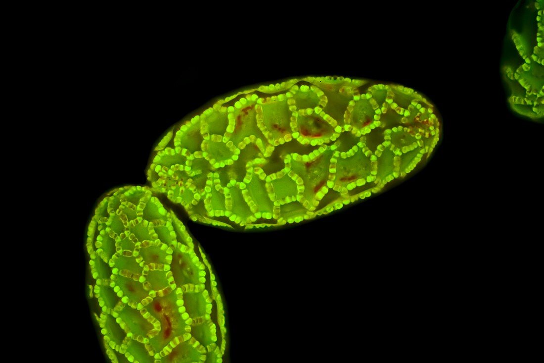 Lily pollen, light micrograph