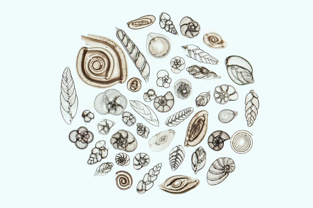 Foraminifera, light micrograph
