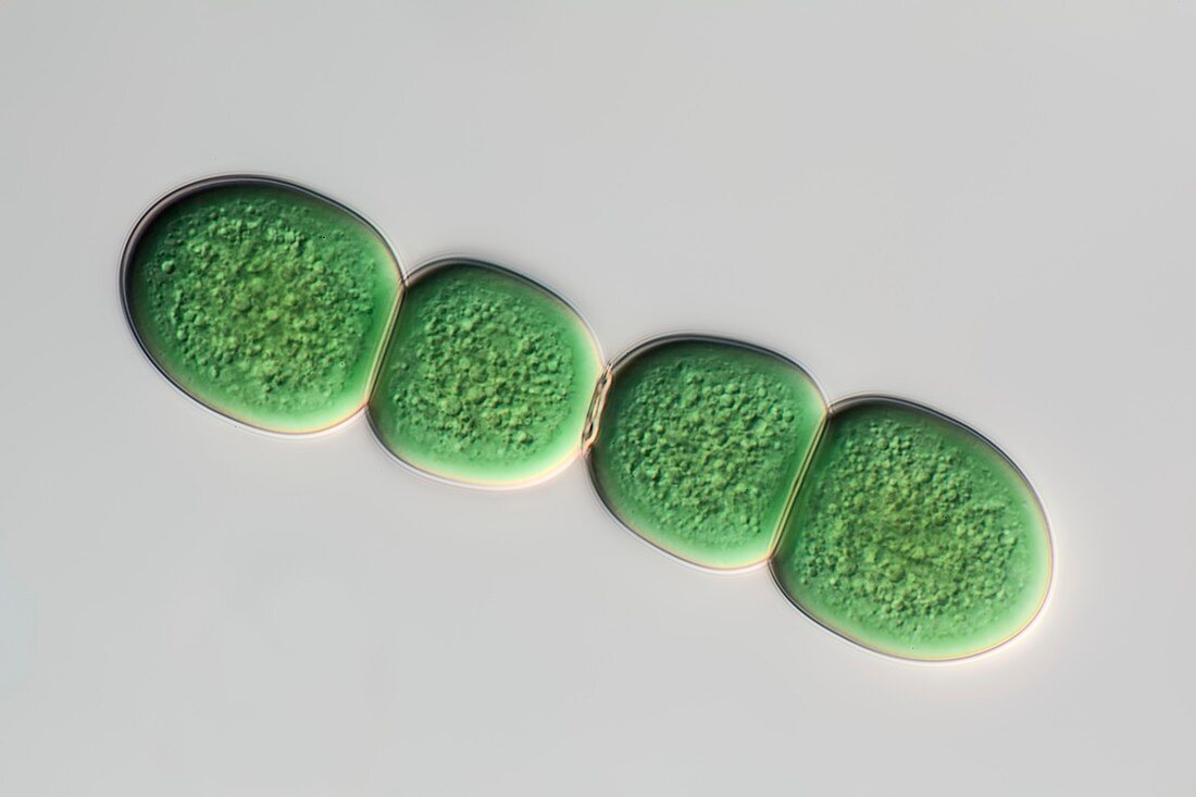 Chroococcus cyanobacterium, light micrograph