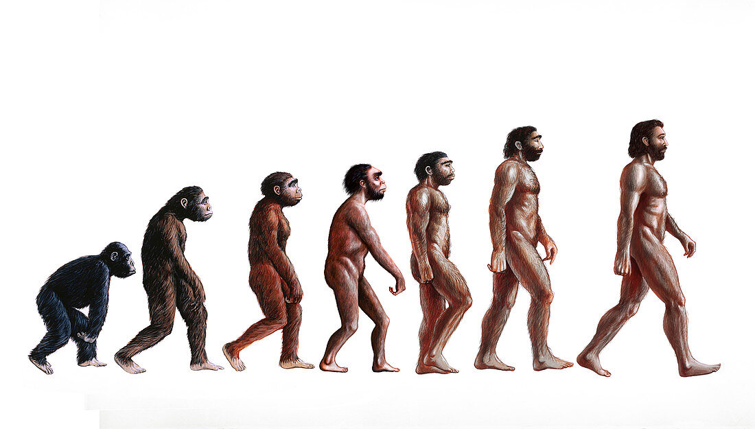 Stages in human evolution, illustration