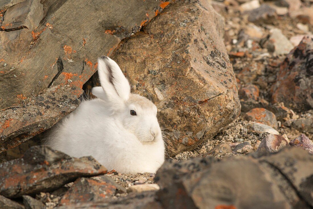 Arctic hares, Bloomster-bugten, Greenland