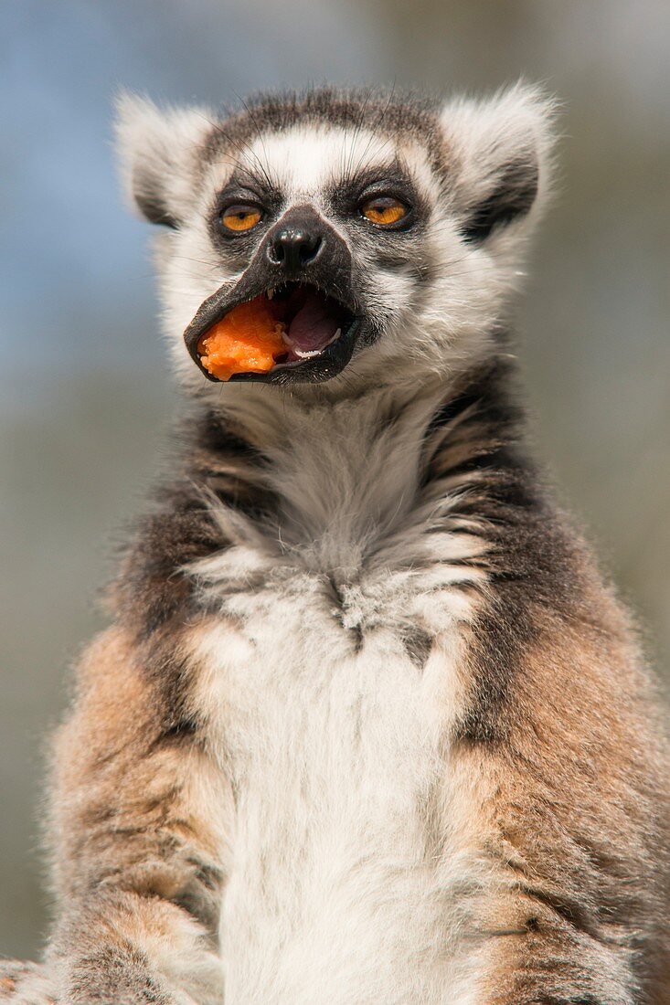 Captive ring tailed lemur eating fruit