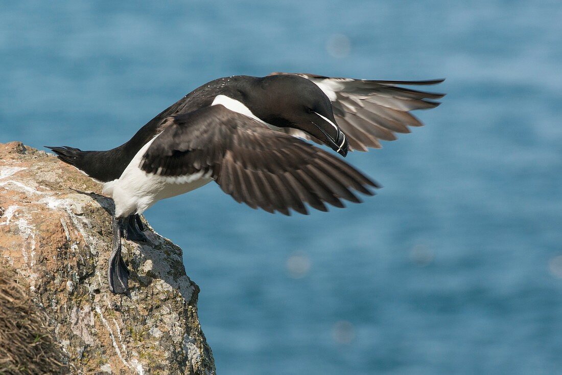 Razorbill taking off, Skomer Island, Wales, UK