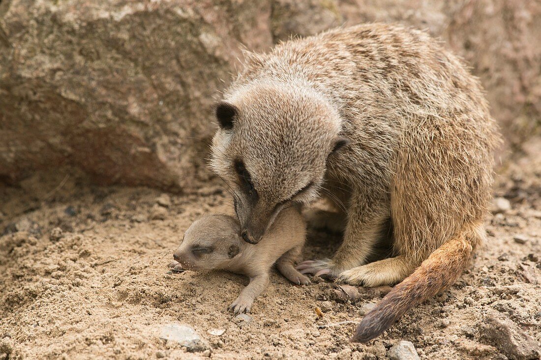 Captive mother meerkat caring for young