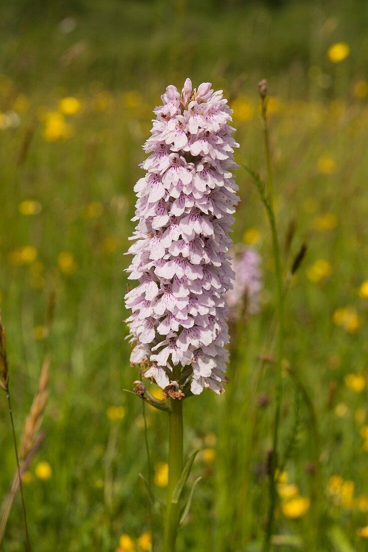 Common spotted orchid (Dactylorhiza fuchsii), Wales, UK