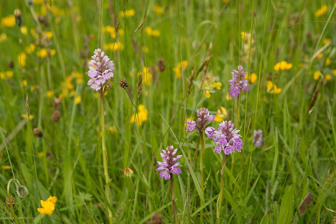 Common spotted orchids (Dactylorhiza fuchsii), Wales, UK