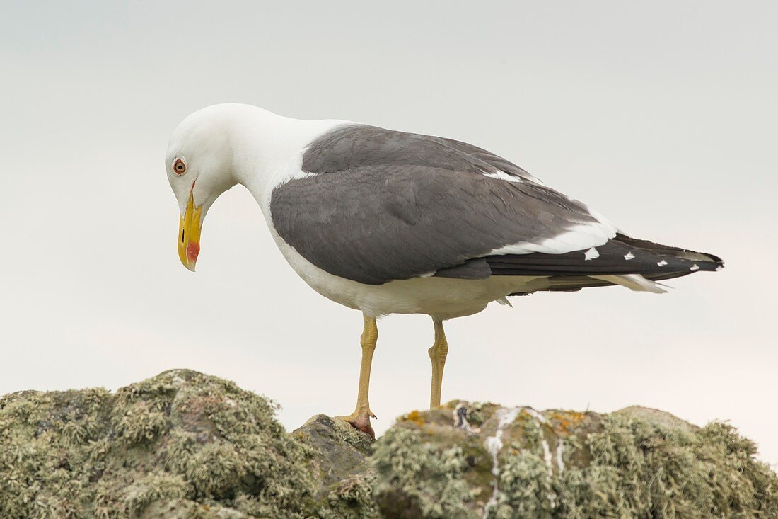 Lesser black-backed gull, Skomer Island, Pembrokeshire, UK