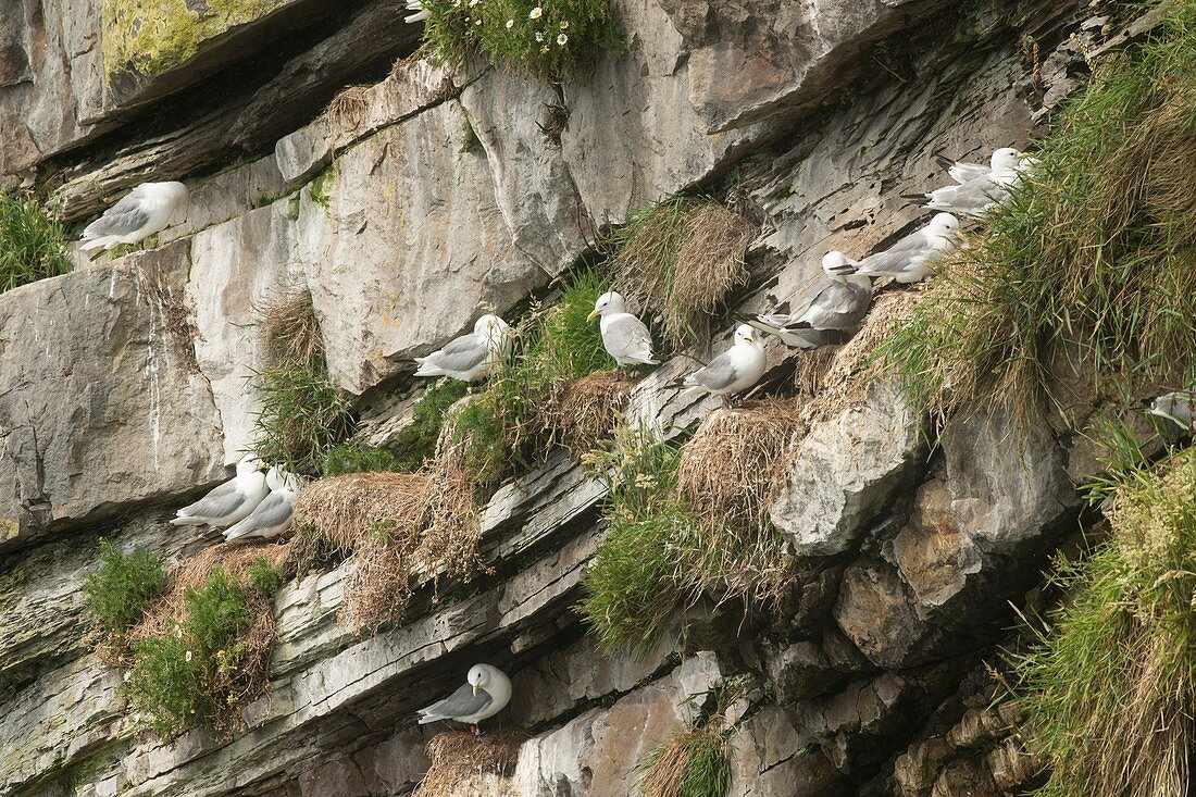 Kittiwake colony on Skomer Island, Pembrokeshire, UK