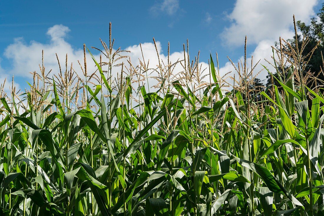 Field of maize or corn