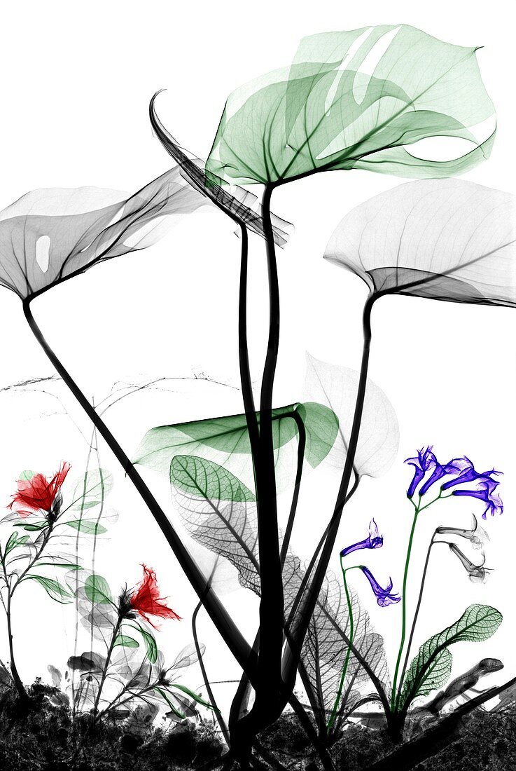 Assorted flowers and iguana, X-ray
