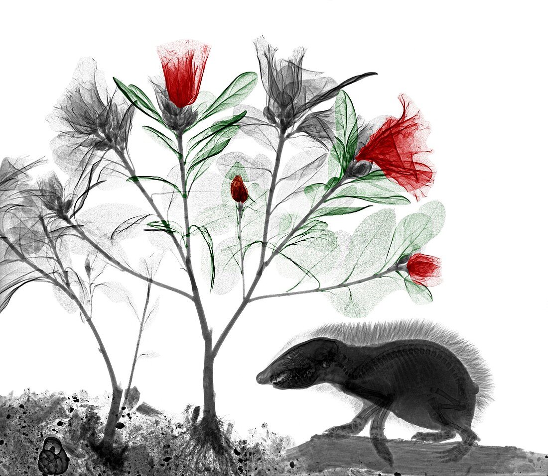 Hedgehog and azaleas, X-ray