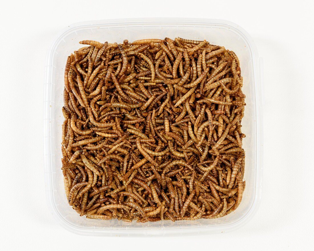 Freeze dried mealworms